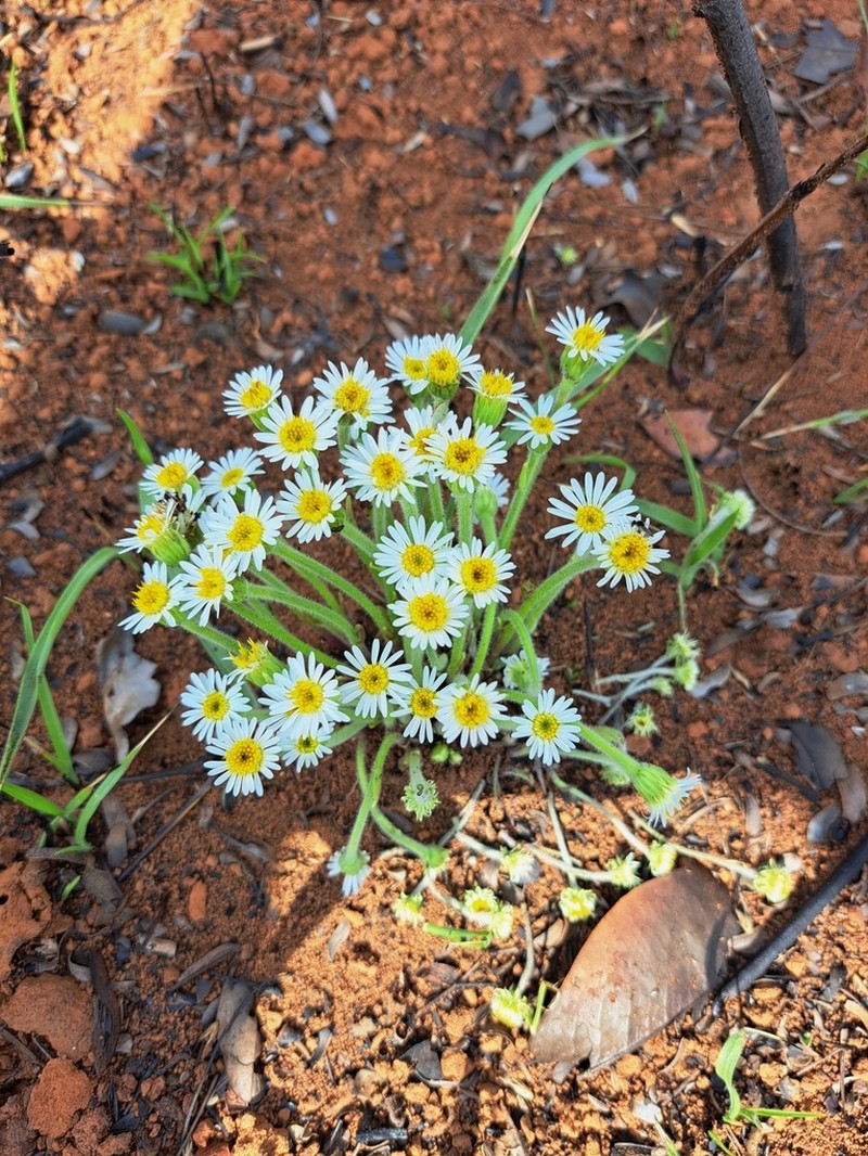 Inulopsis camporum photo 7