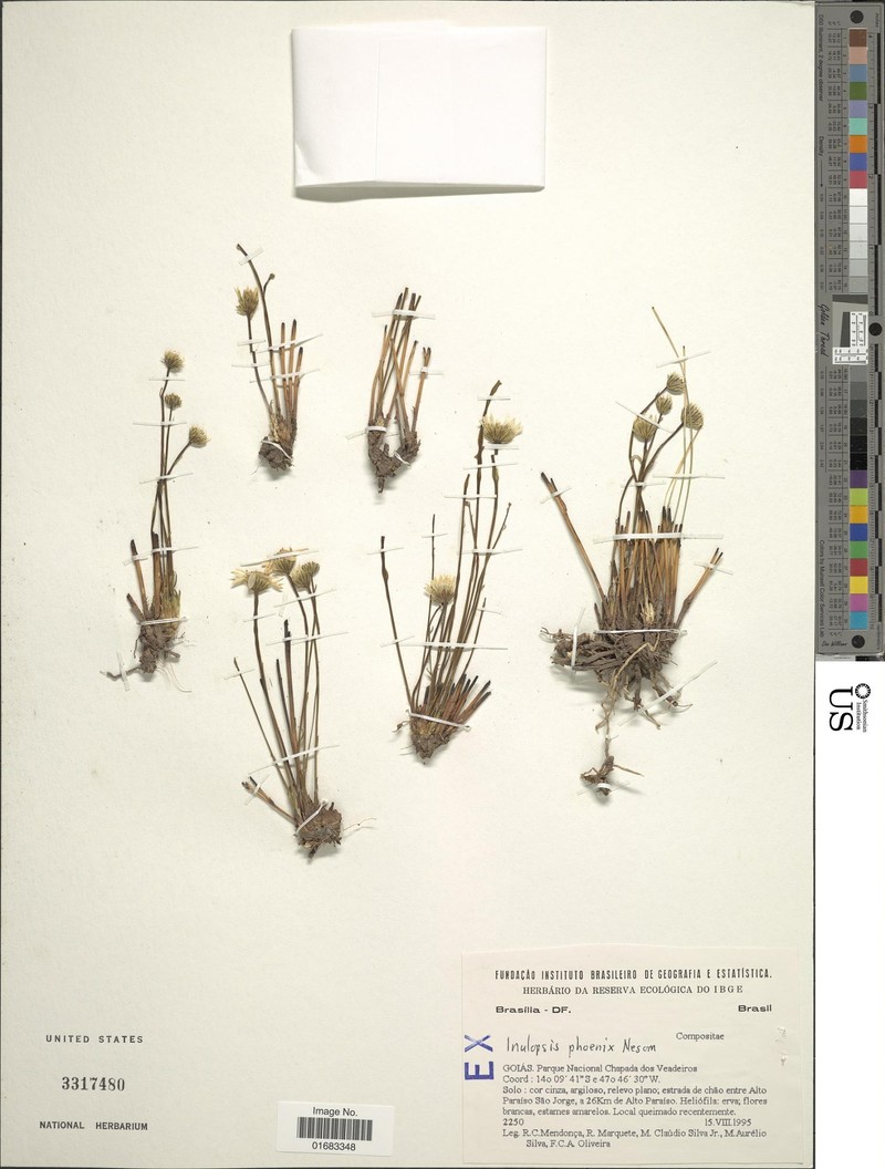 Inulopsis phoenix