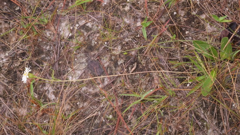 Inulopsis scaposa photo 2