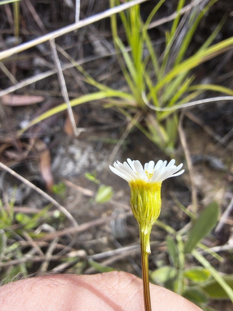 Inulopsis scaposa photo 4