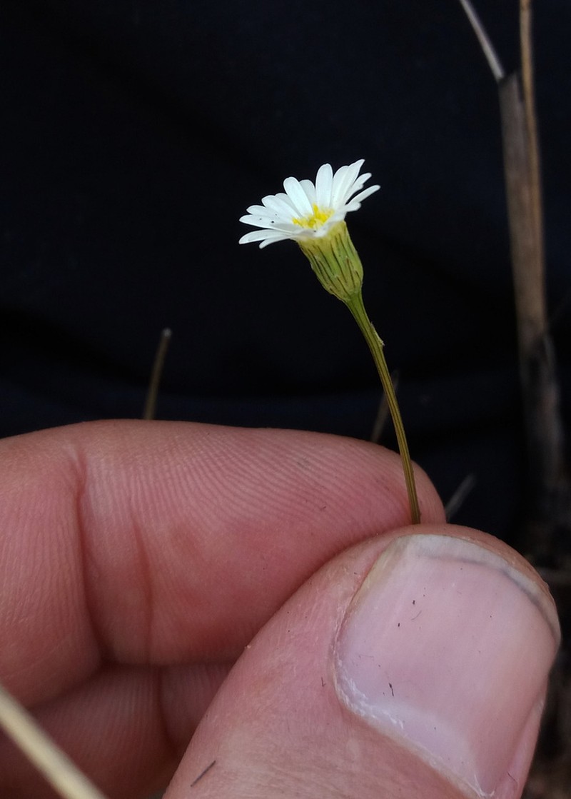 Inulopsis scaposa photo 5