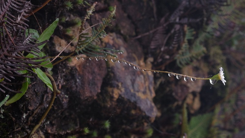 Inulopsis scaposa photo 6