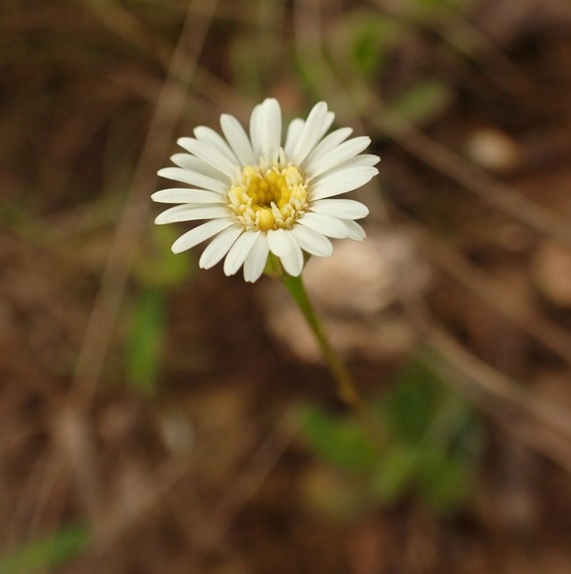 Inulopsis scaposa photo 7