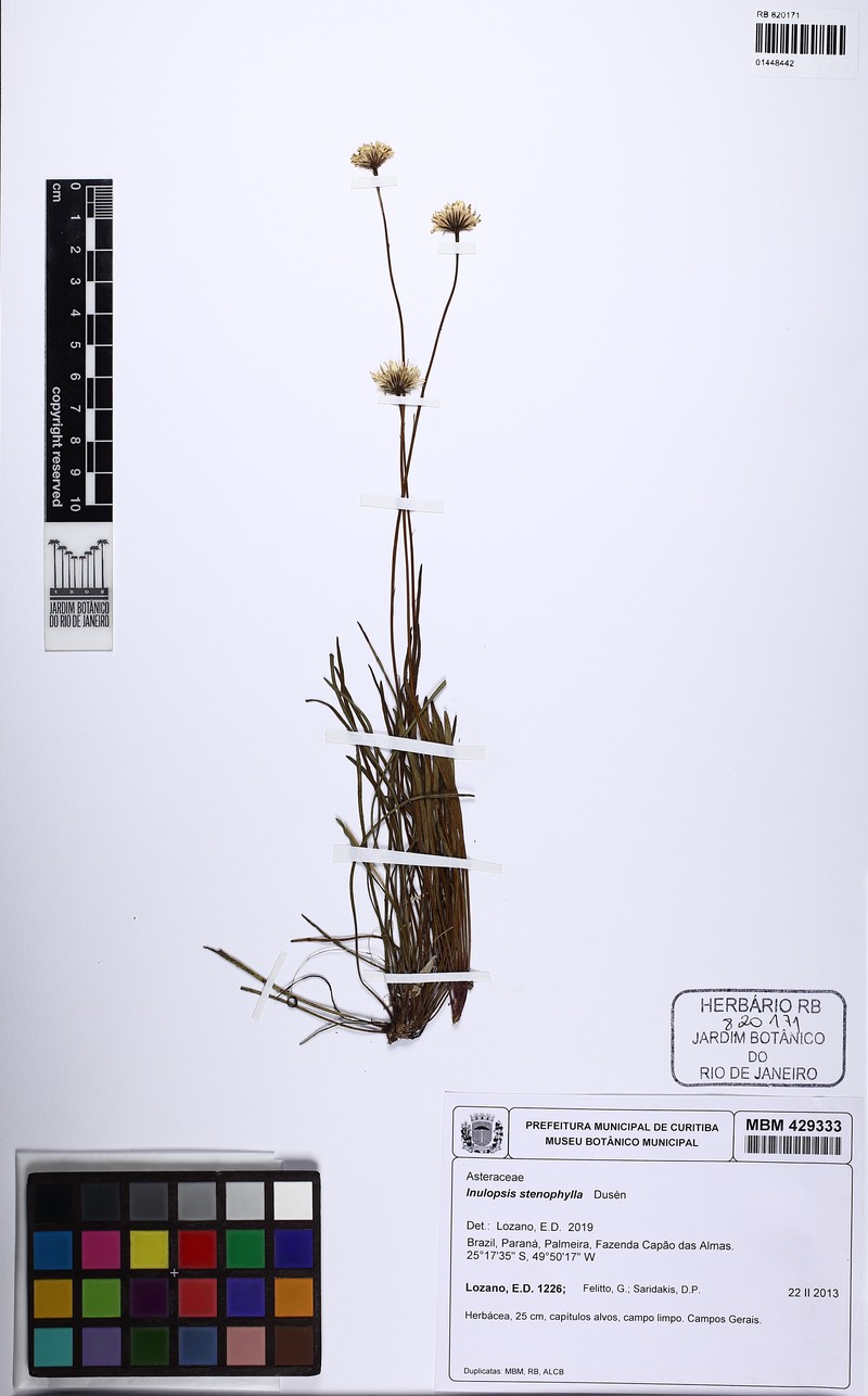 Inulopsis stenophylla