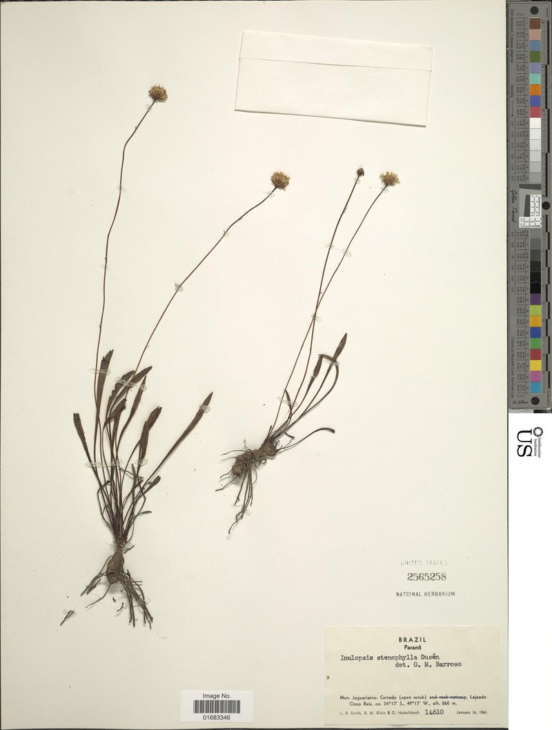 Inulopsis stenophylla photo 2