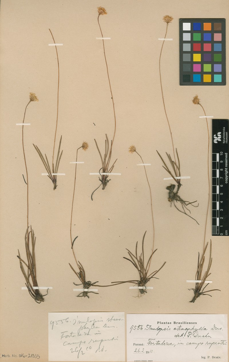 Inulopsis stenophylla photo 3