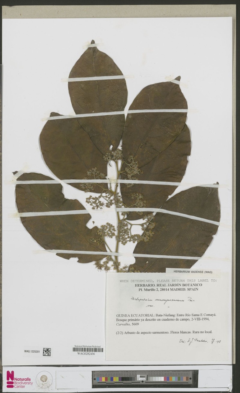 Inversodicraea abbayesii