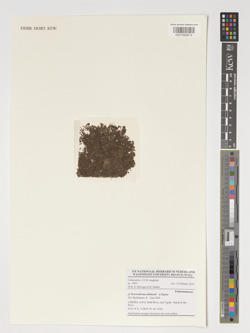Inversodicraea abbayesii photo 2