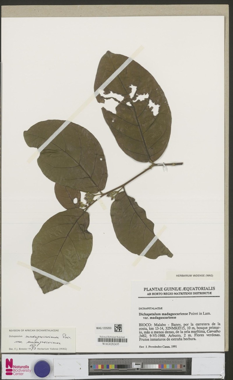 Inversodicraea bosii