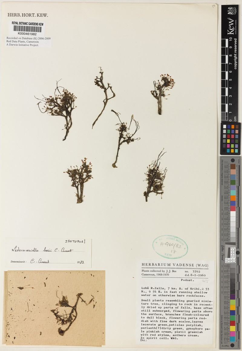 Inversodicraea bosii photo 3