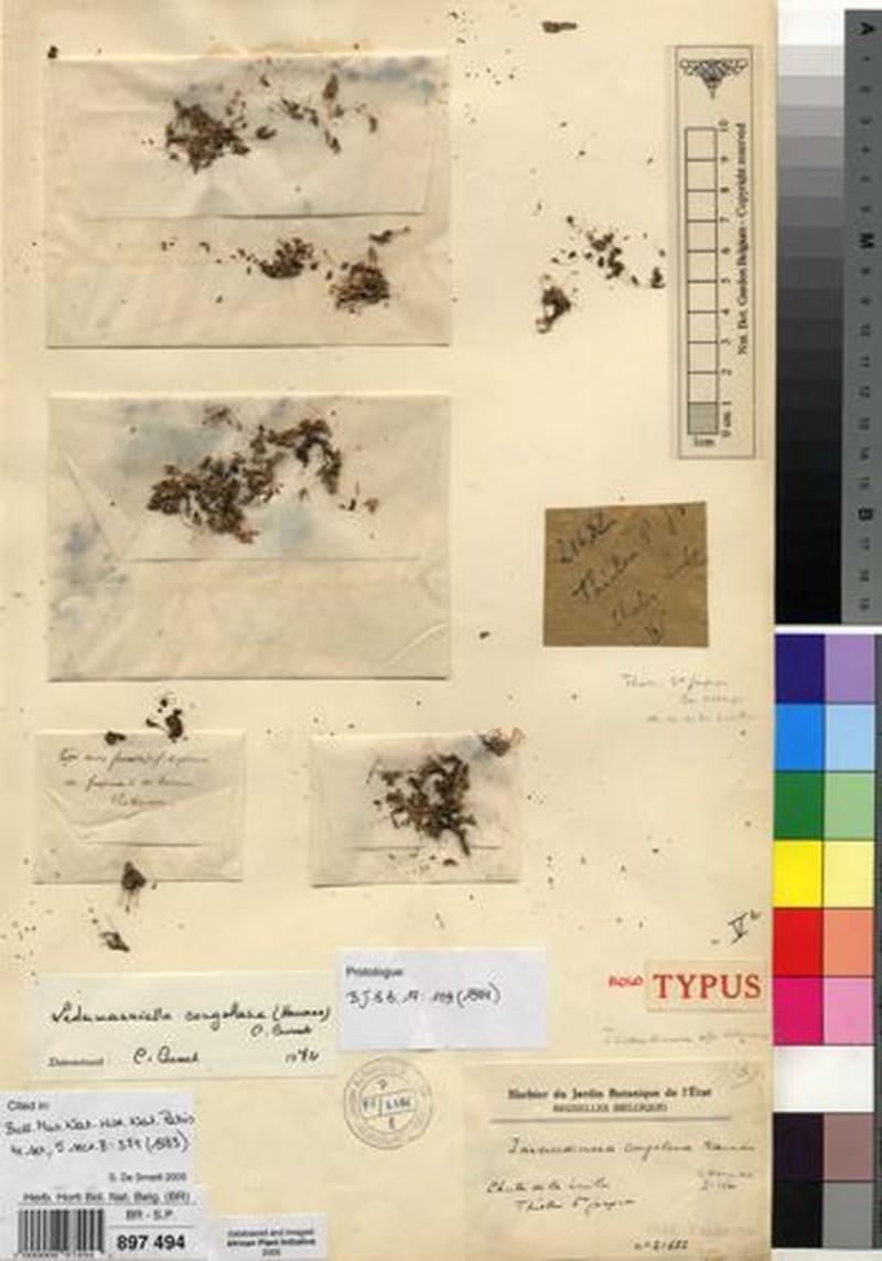 Inversodicraea congolana