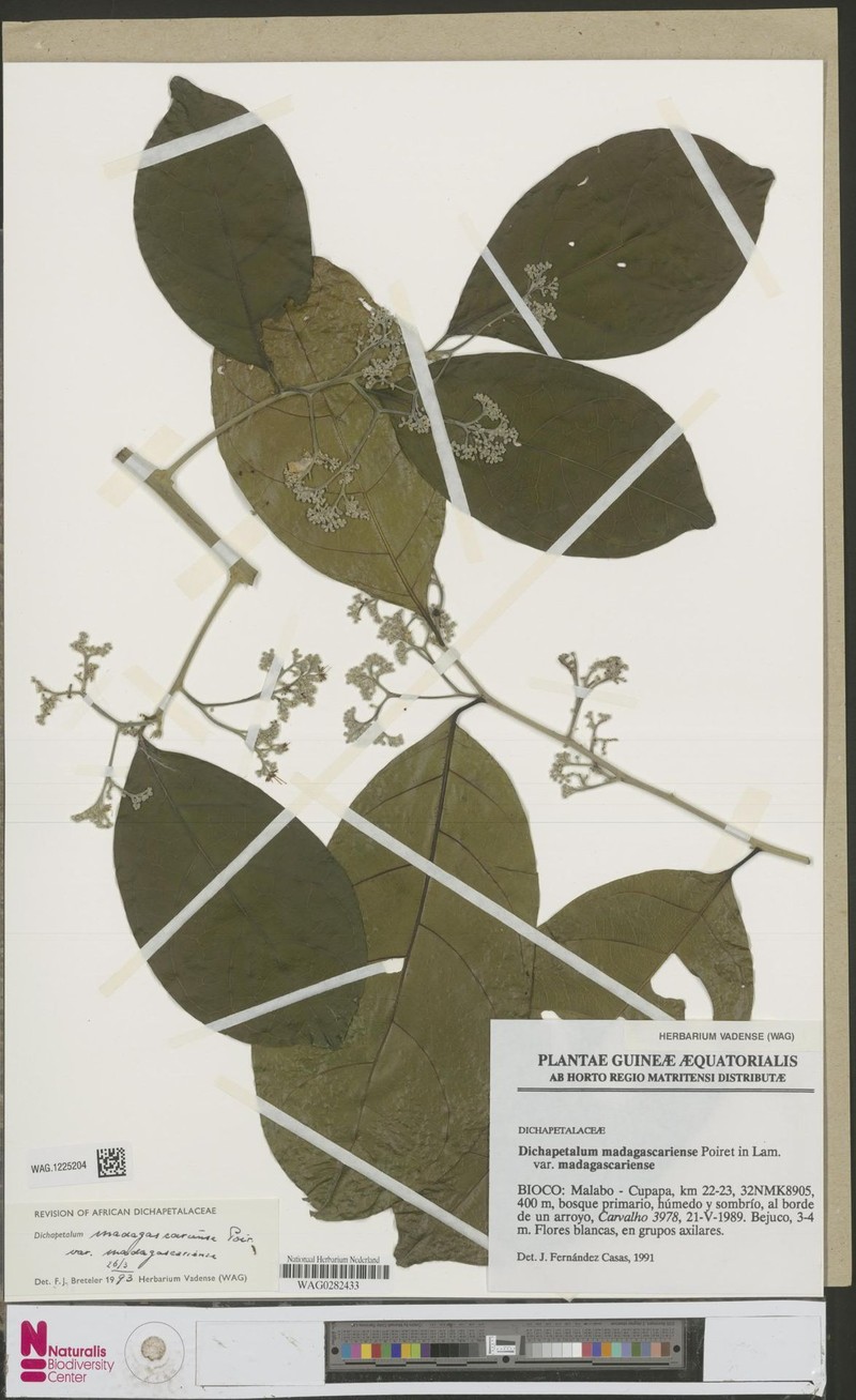 Inversodicraea cristata