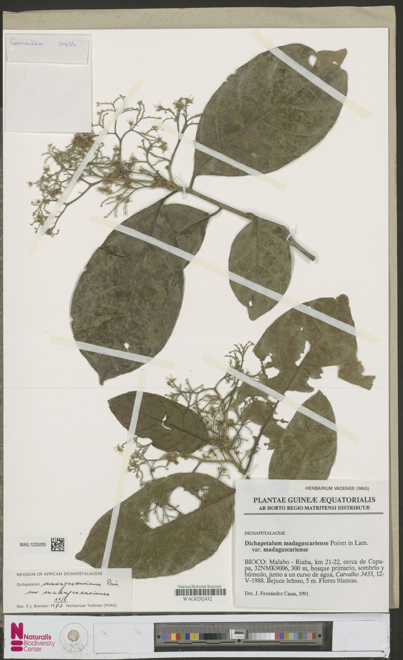 Inversodicraea cristata photo 2