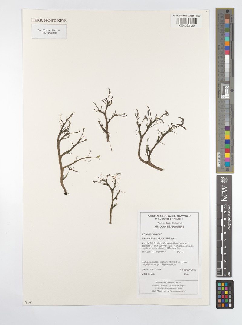 Inversodicraea digitata