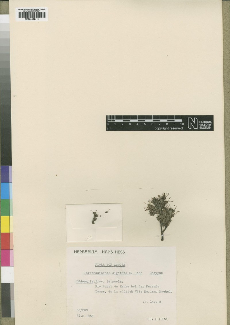 Inversodicraea digitata photo 3