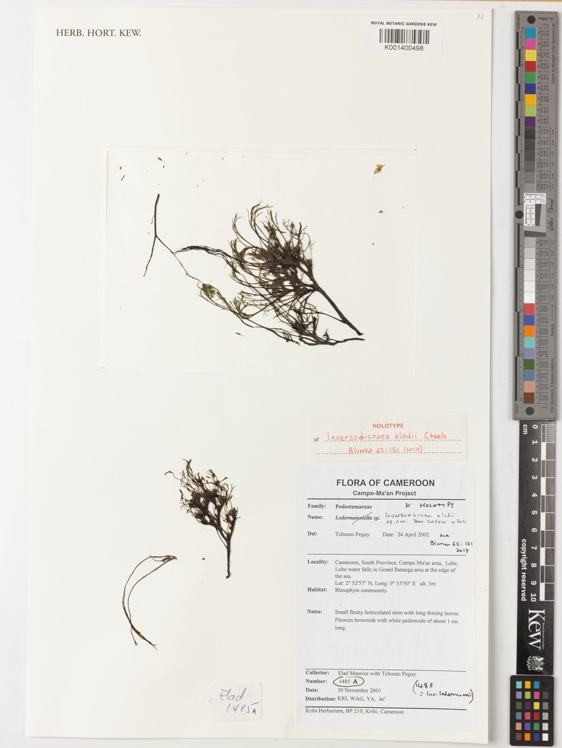 Inversodicraea eladii