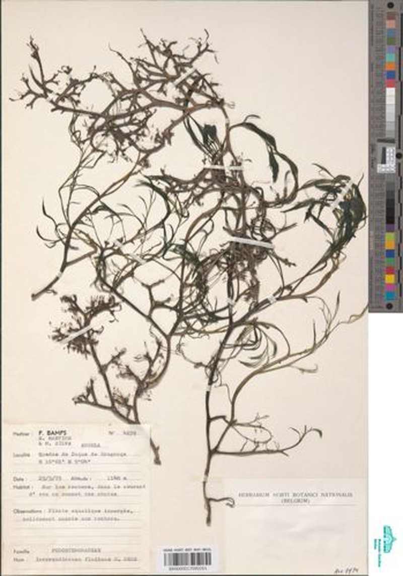 Inversodicraea fluitans