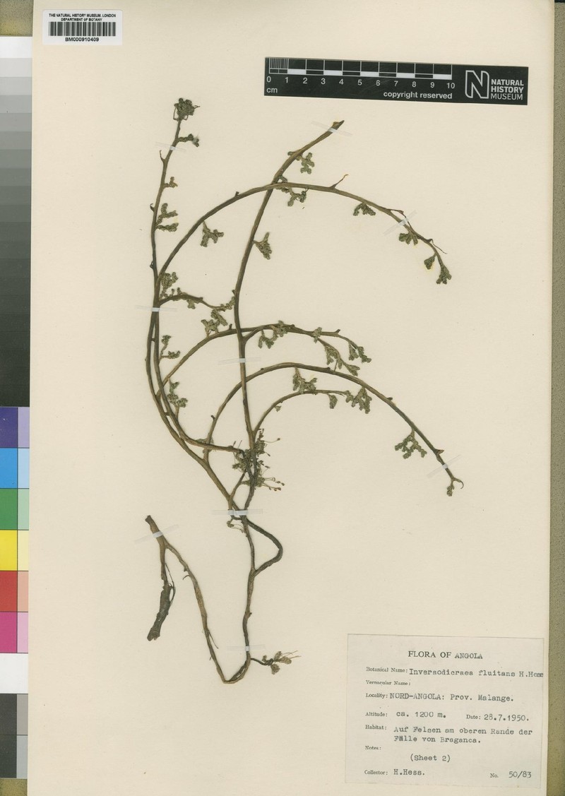 Inversodicraea fluitans photo 2