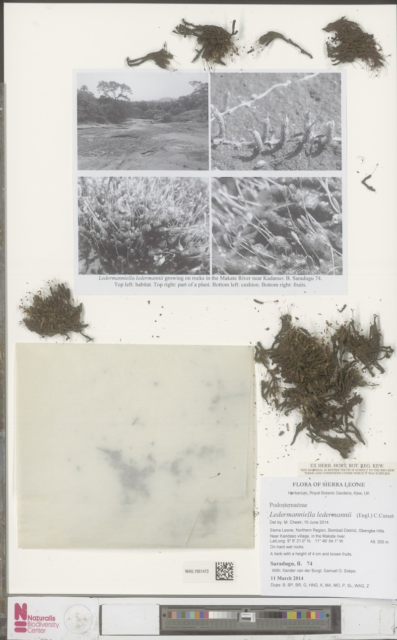 Inversodicraea ledermannii photo 2