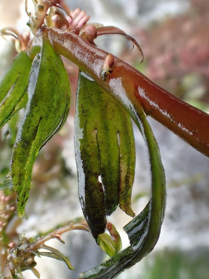 Inversodicraea nicolasii