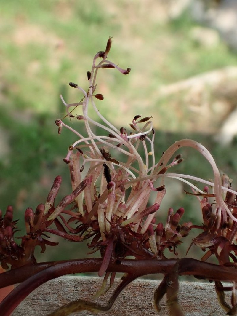Inversodicraea nicolasii photo 2