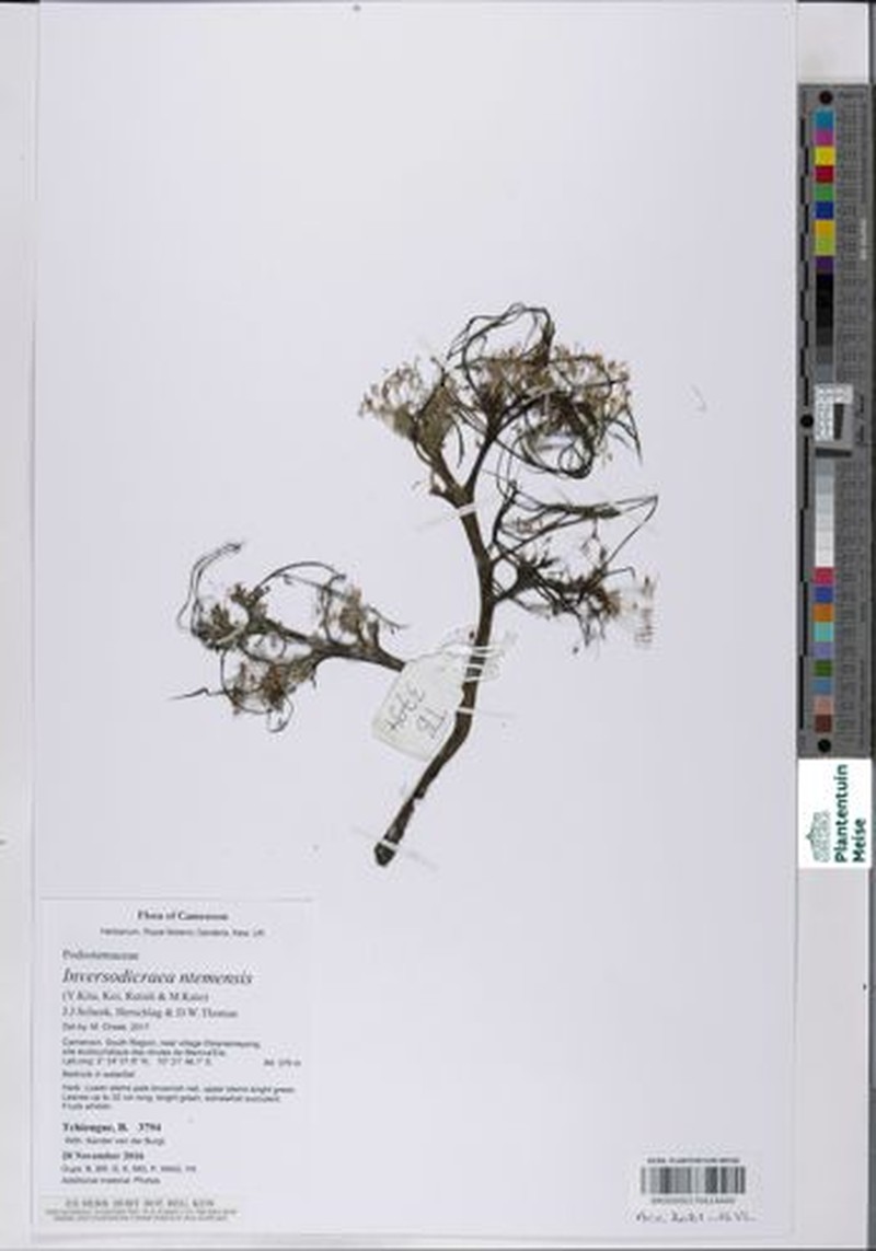 Inversodicraea ntemensis