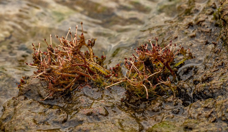 Inversodicraea tenax