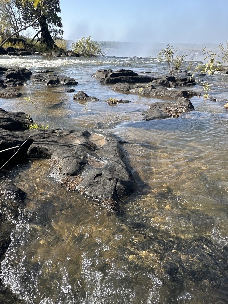 Inversodicraea tenax photo 2