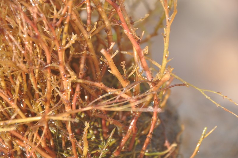 Inversodicraea warmingiana photo 2