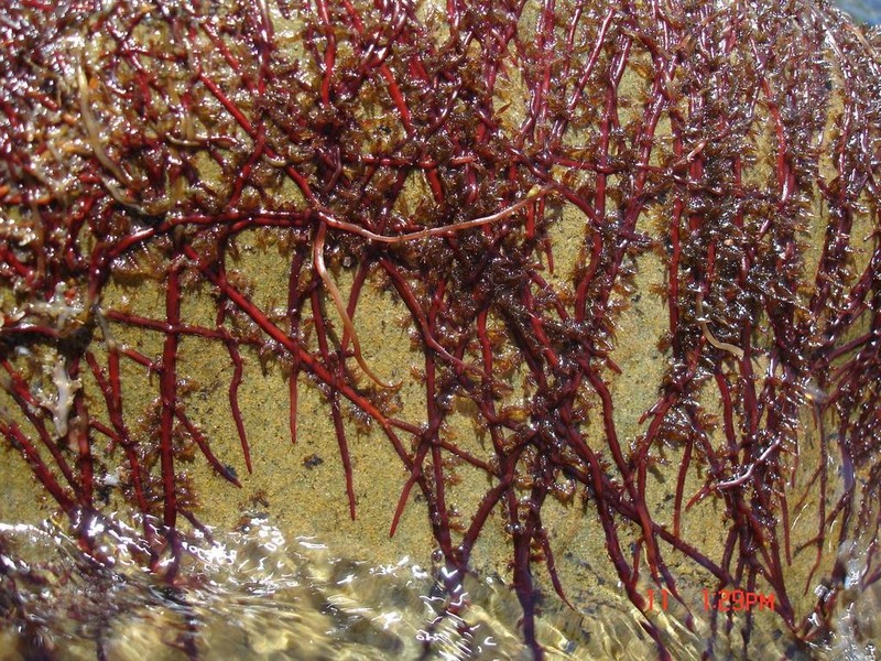 Inversodicraea warmingiana photo 3
