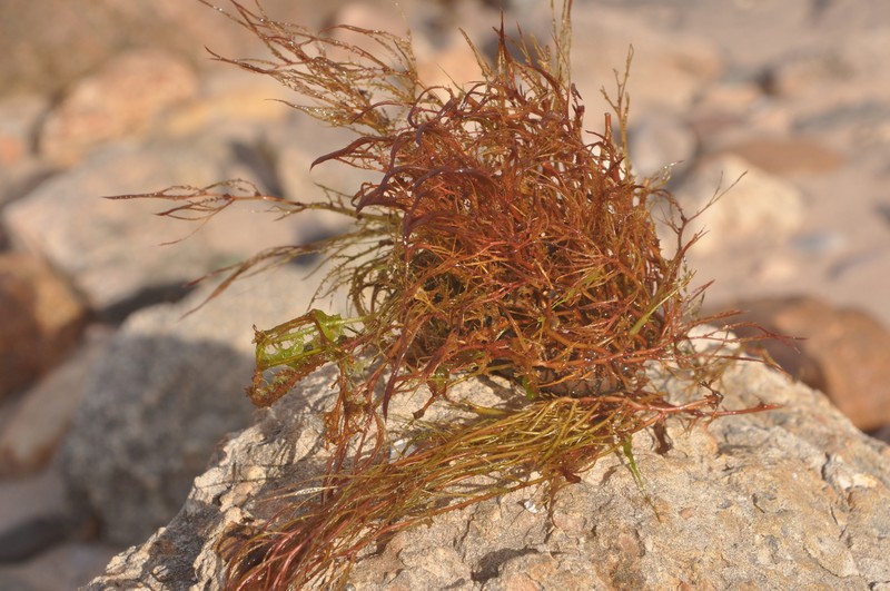 Inversodicraea warmingiana