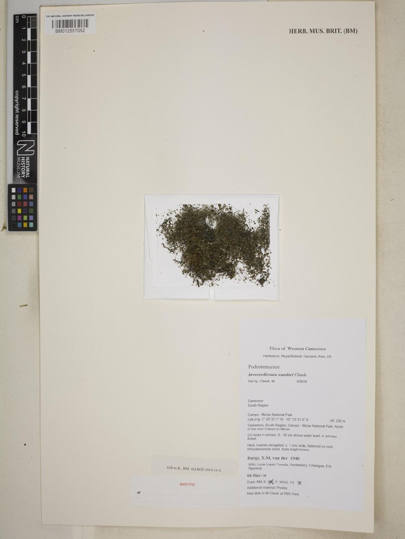 Inversodicraea xanderi