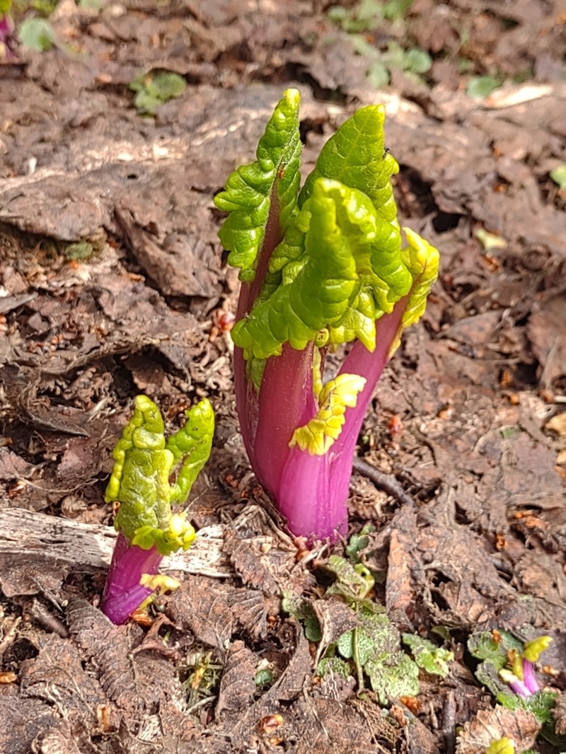 Iocenes virens photo 2