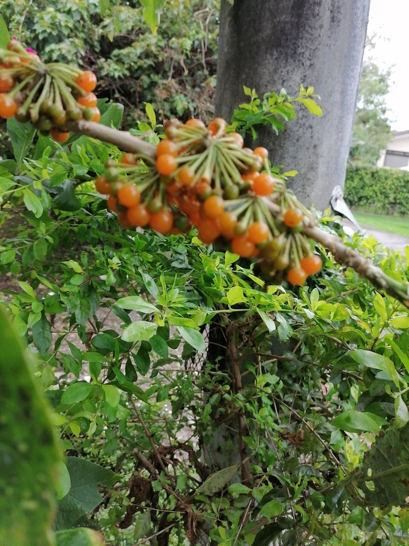 Hollowheart photo 4