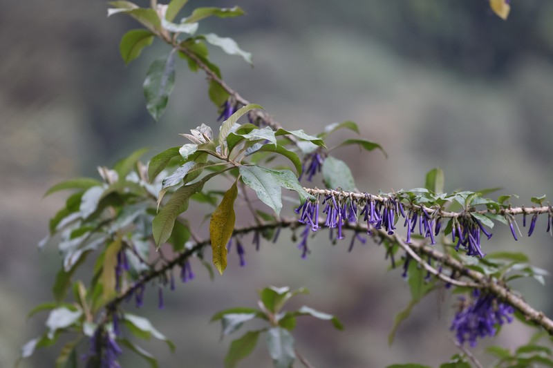 Iochroma baumii