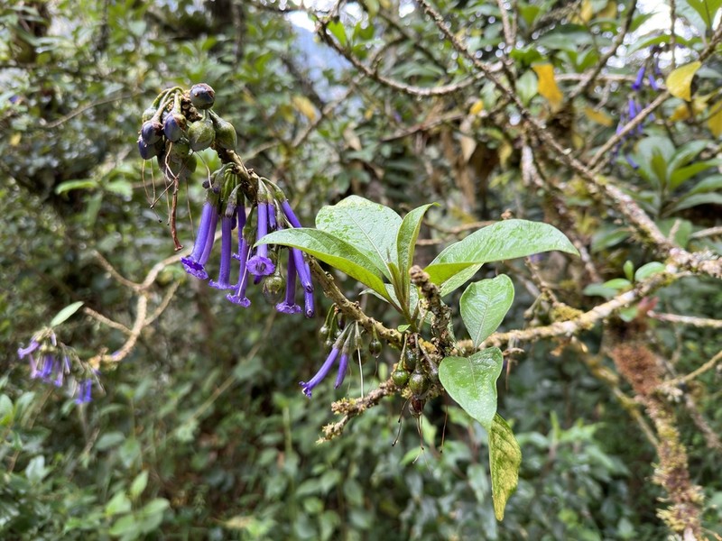 Iochroma baumii photo 2
