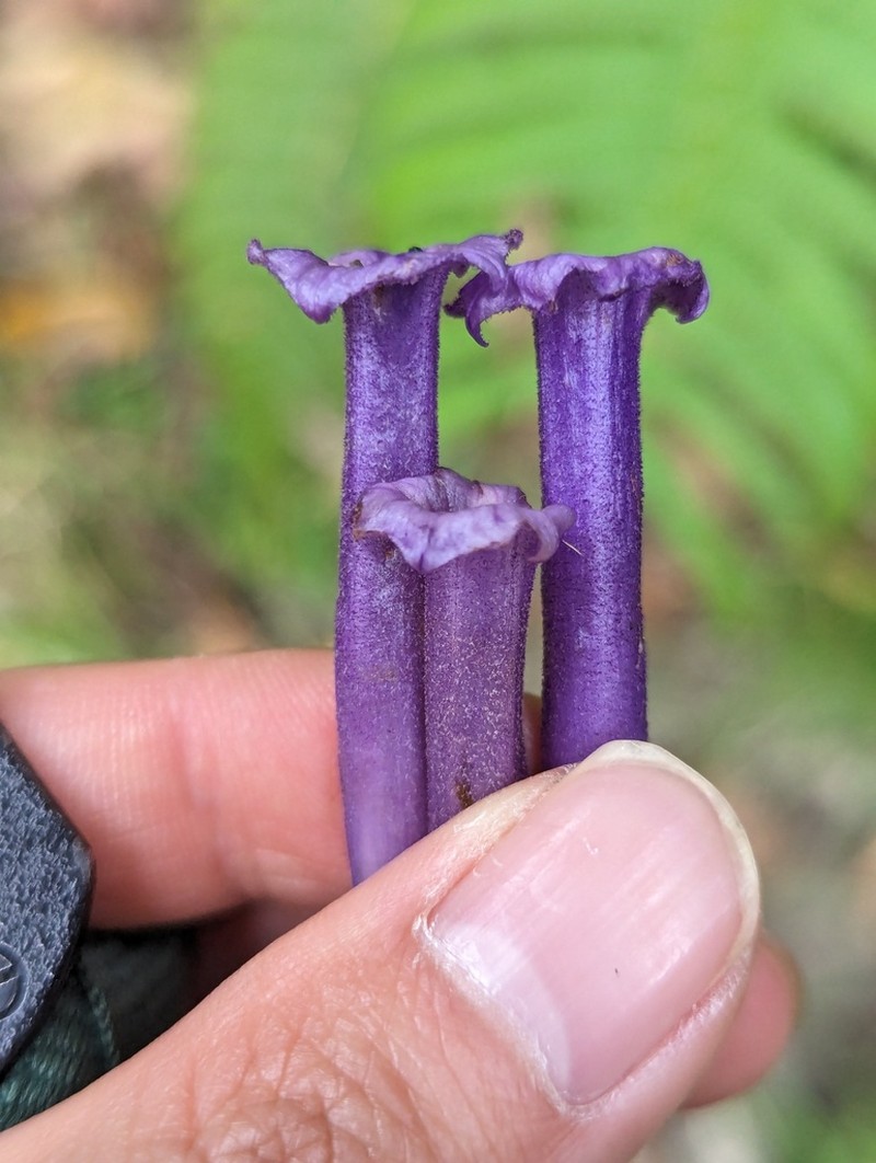 Iochroma baumii photo 3