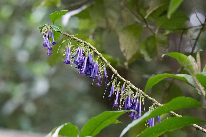 Iochroma baumii photo 4