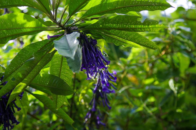 Iochroma baumii photo 5