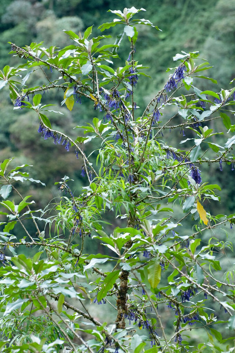 Iochroma baumii photo 6