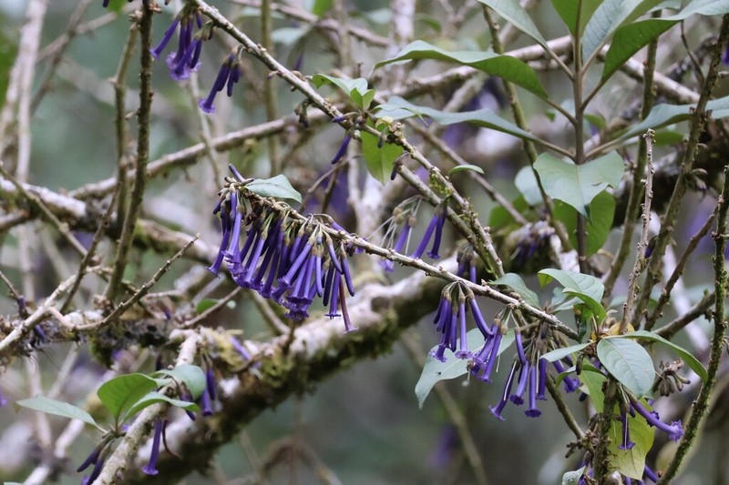 Iochroma baumii photo 7