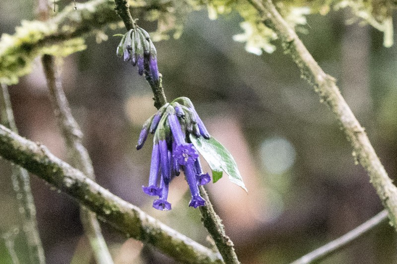 Iochroma baumii photo 8