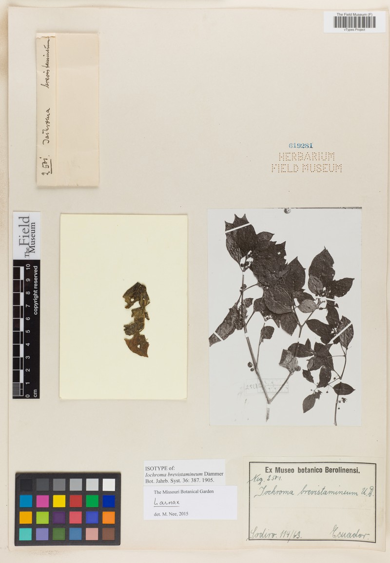 Iochroma brevistamineum