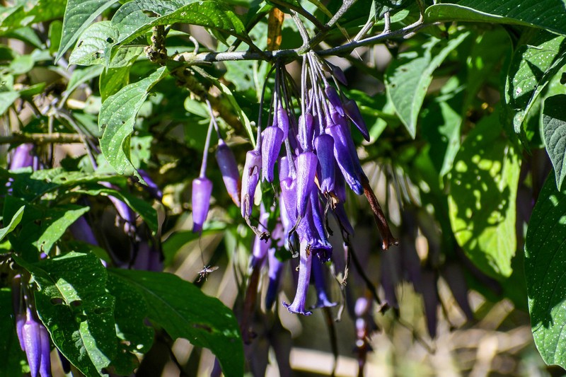 Iochroma calycinum