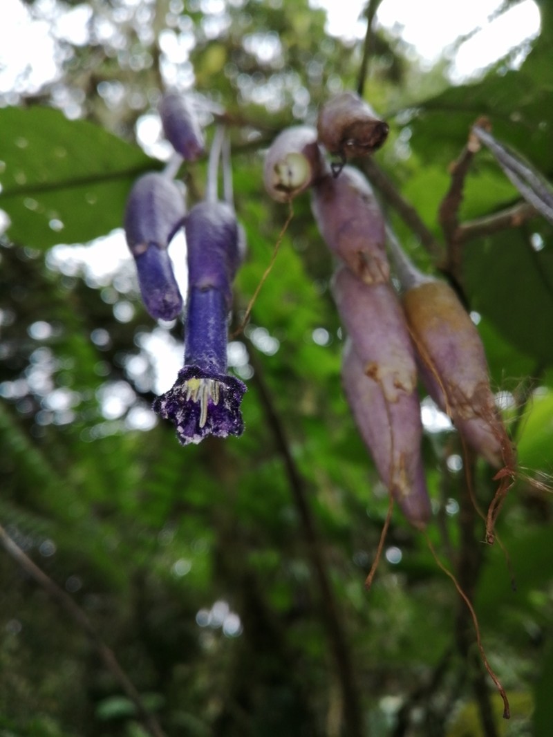 Iochroma calycinum photo 2