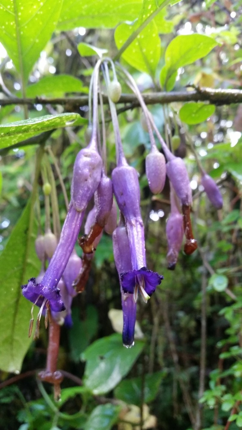 Iochroma calycinum photo 3