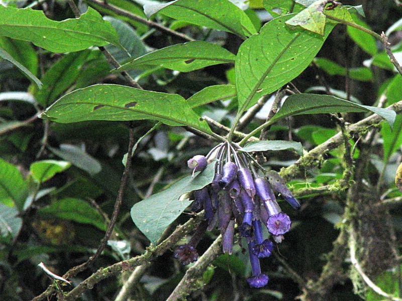Iochroma calycinum photo 4