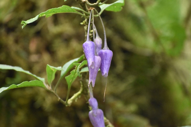 Iochroma calycinum photo 5