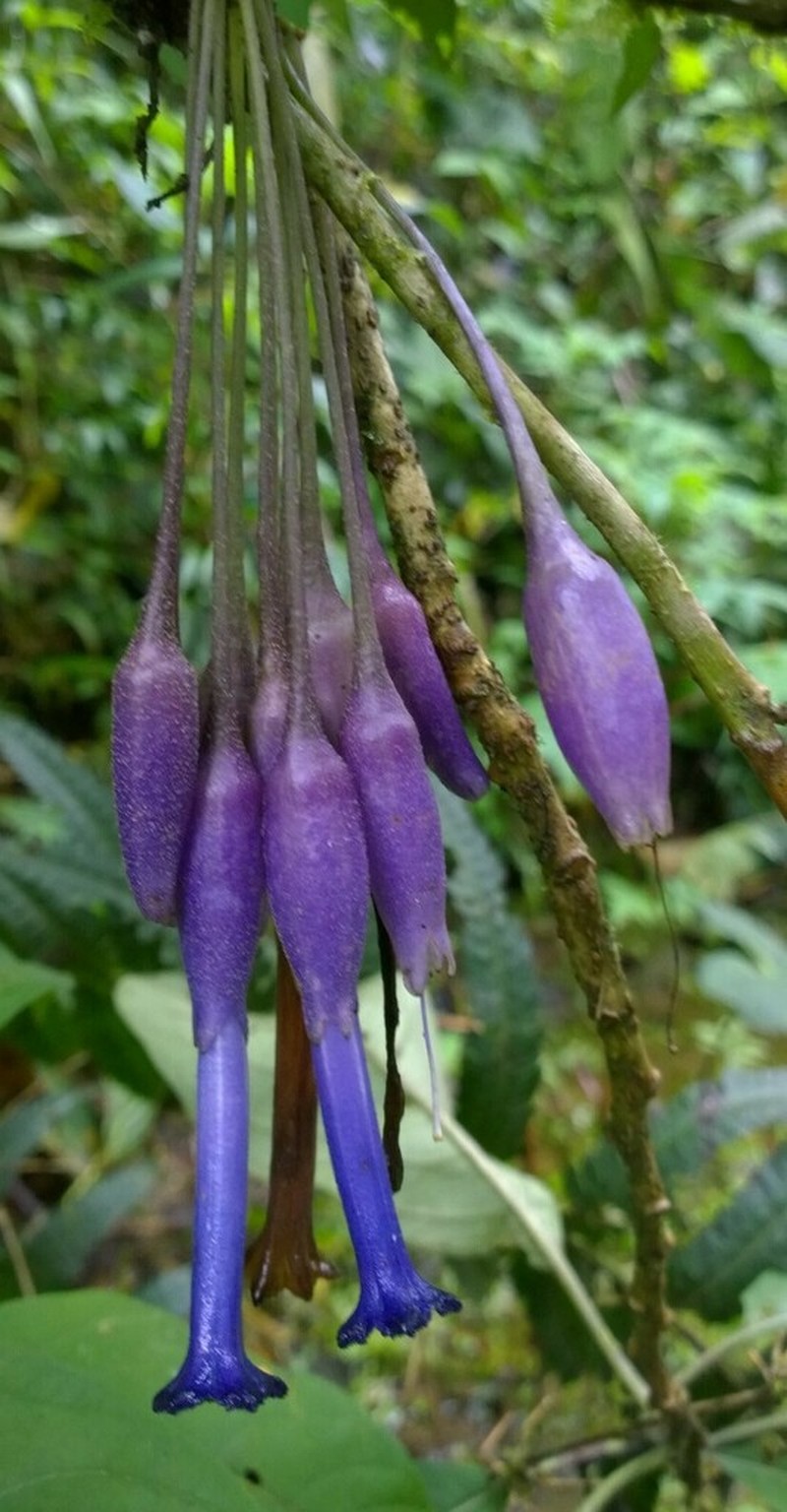 Iochroma calycinum photo 6