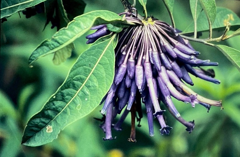 Iochroma calycinum photo 8